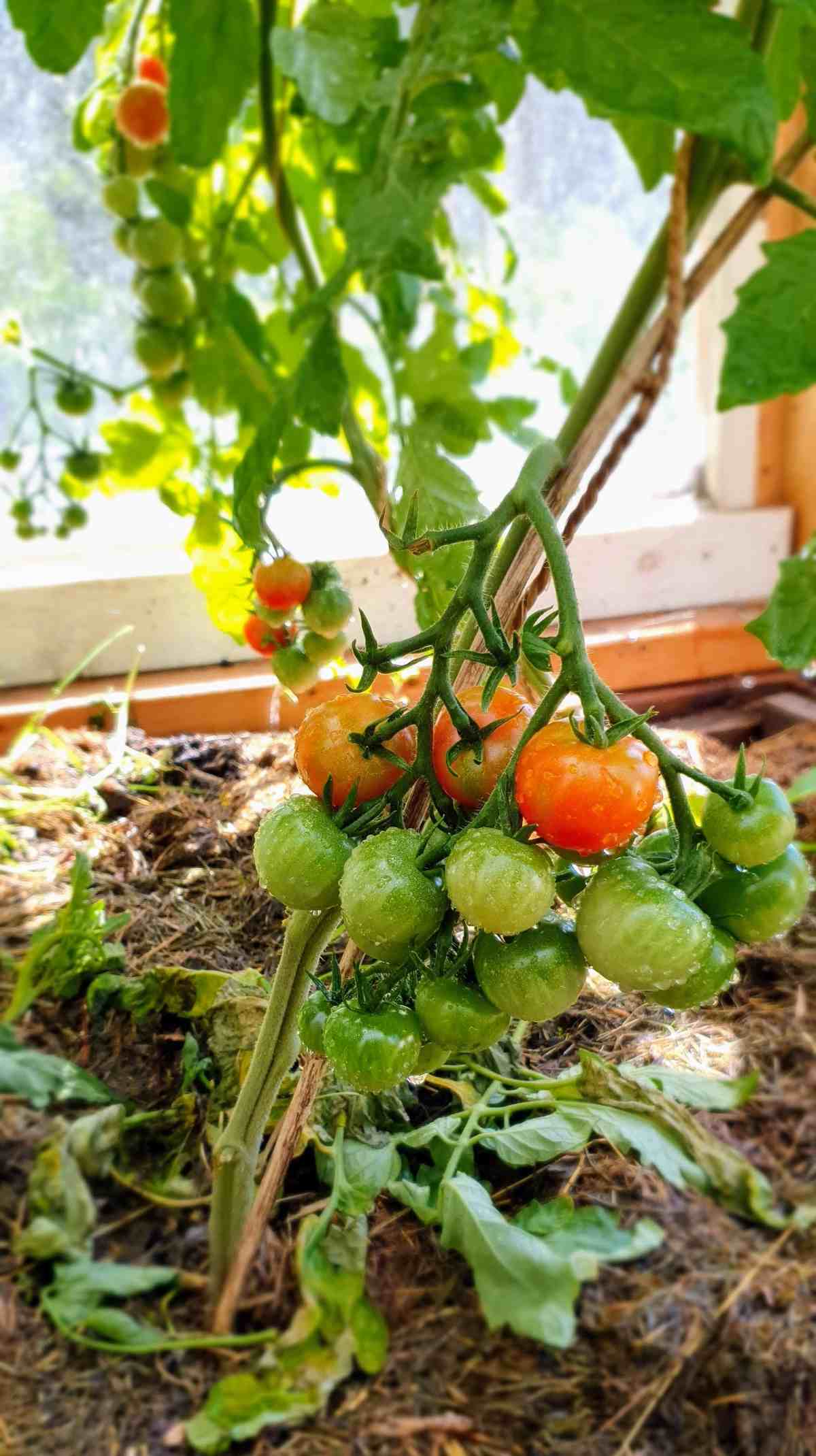 Raised Bed Gardening for Tomatoes