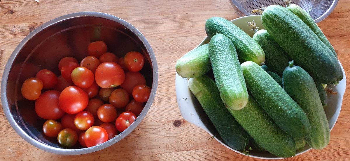 When to Plant Cucumber Seeds Indoors