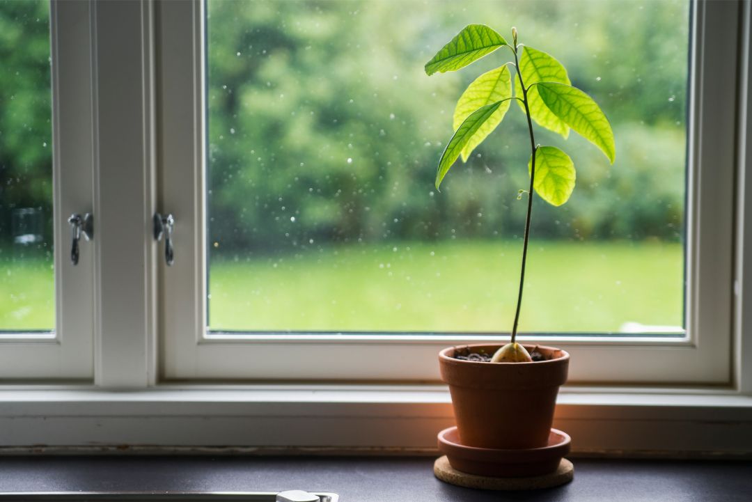How to Grow an Avocado Seed