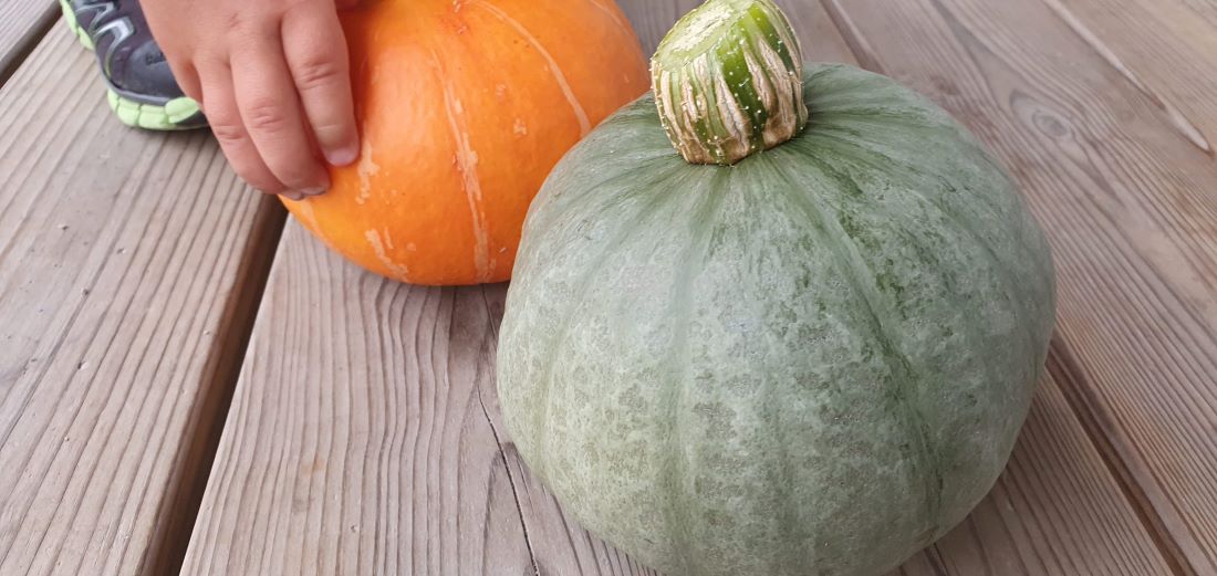 Different Kinds Of Squash Plants Happy Homeschooling Different kinds of squash plants happy homeschooling