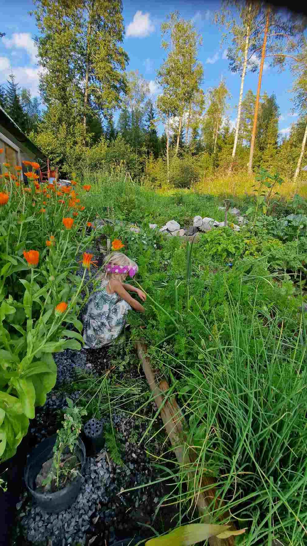 A Beginner’s Guide to What Onion Plants Look Like