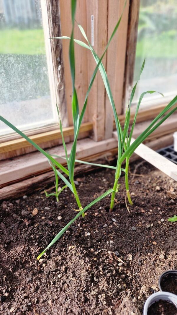 What Do Garlic Plants Look Like?
