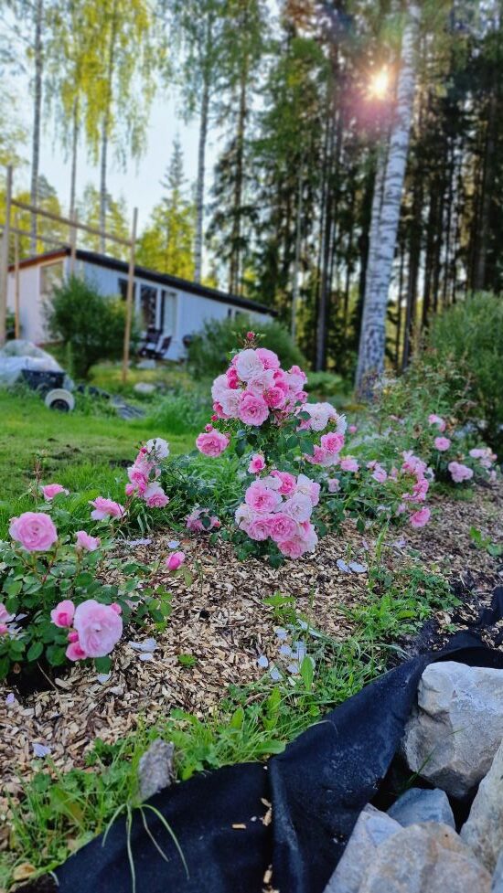 Front Yard Plant Ideas