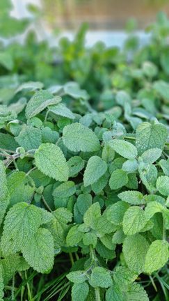 What to Do with Lemon Balm (Melissa officinalis)