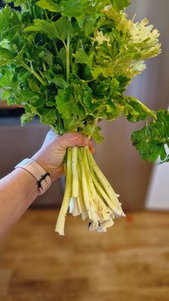 How to Harvest Celery