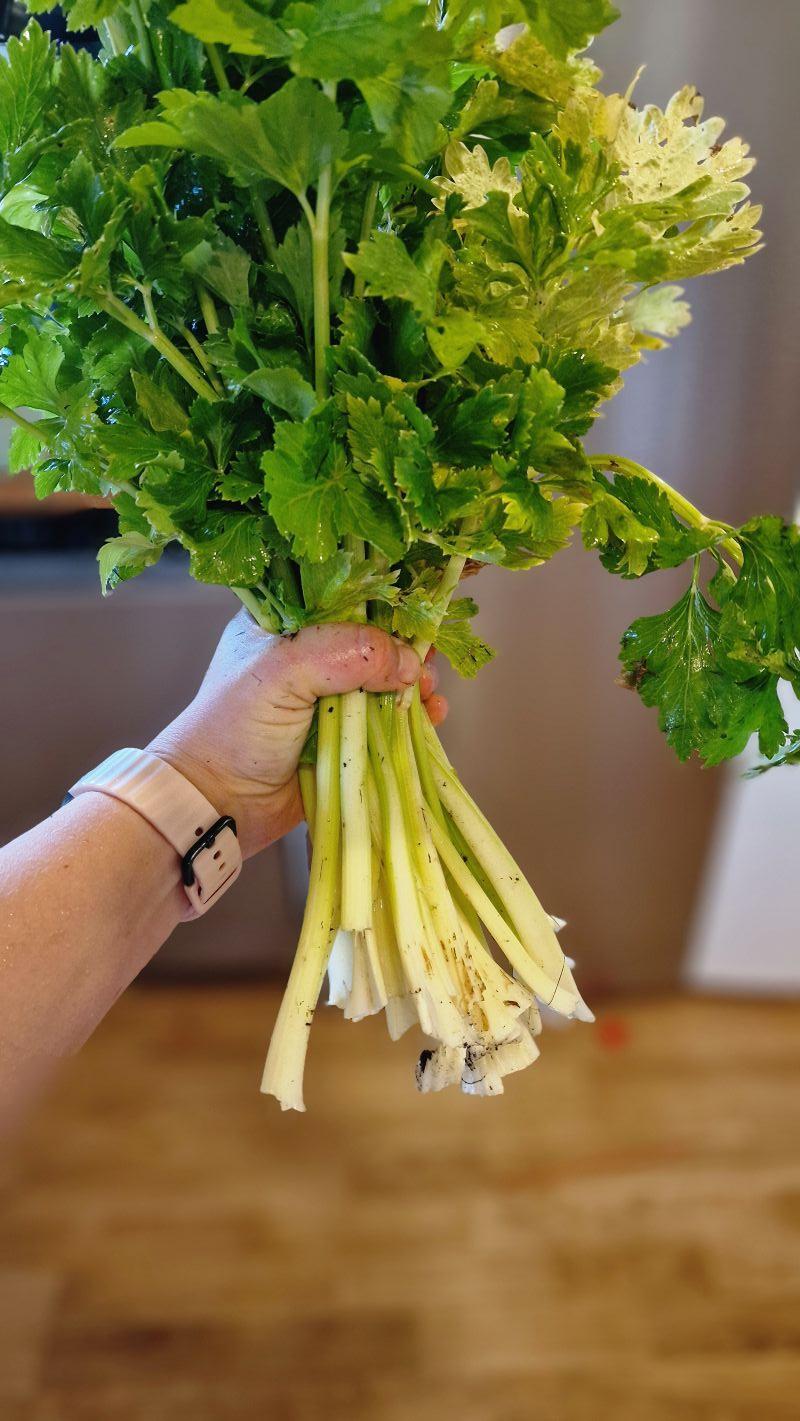 How to Harvest Celery
